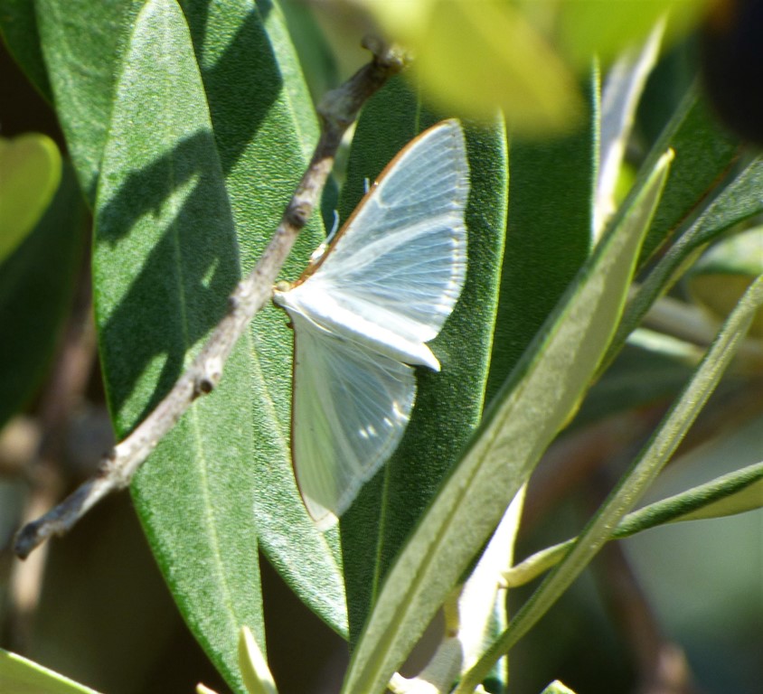 Palpita vitrealis  (Crambidae)